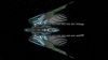 Talon in space - Above.jpg